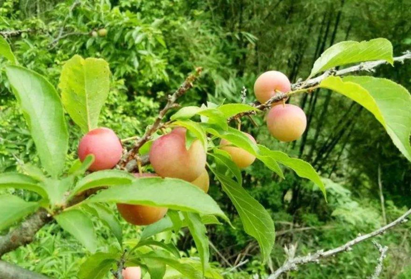 酸甜消暑又開胃，周末到興寧徑南鎮(zhèn)嘗高山李果