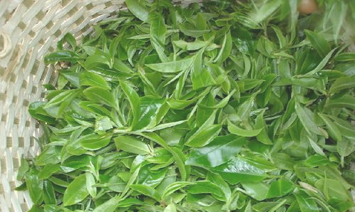 購買茶葉需要注意些什么？